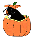 BMD pumpkin